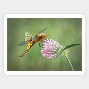 Broad-bodied Chaser female on red clover flower Sticker